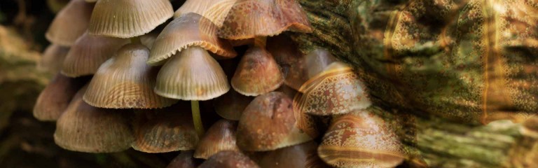 Fungi for the future